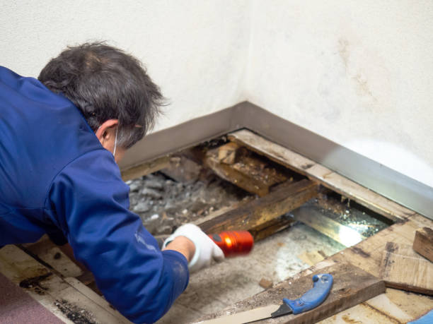 Best Local Mold Removal Service  in Lincolnwood, IL