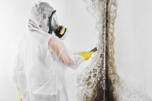 Certified Mold Removal in Lincolnwood, IL