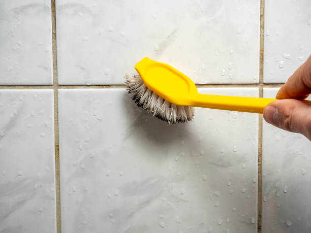 Trusted Lincolnwood, IL Mold Removal Experts